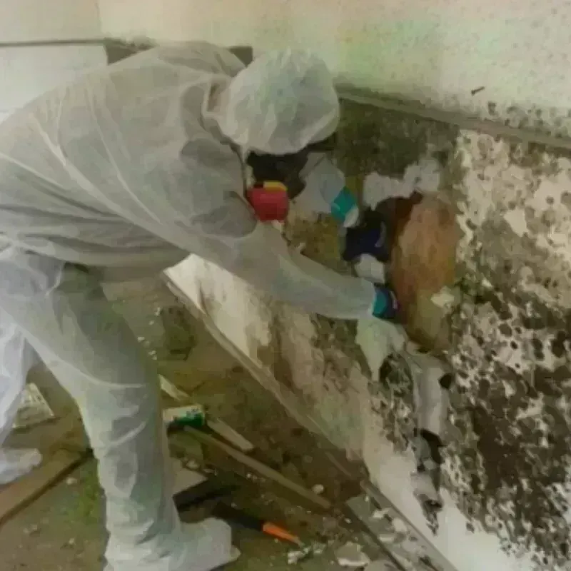 Mold Remediation and Removal in Buffalo, TX